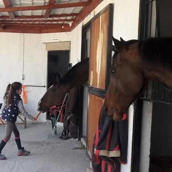 Menderes Atlı Spor Kulübü At Gezinti veya At Binme Eğitimi