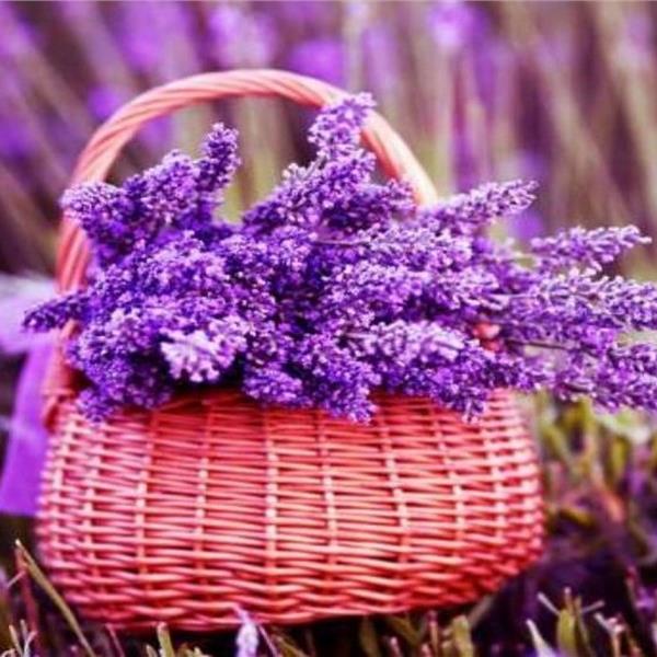 İzmir Çıkışlı 1 Gece 2 Gün Konaklamalı Isparta Lavanta Turu