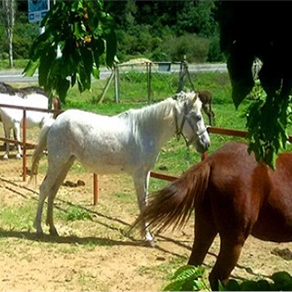 At Binme, Kahvaltı,Izgara