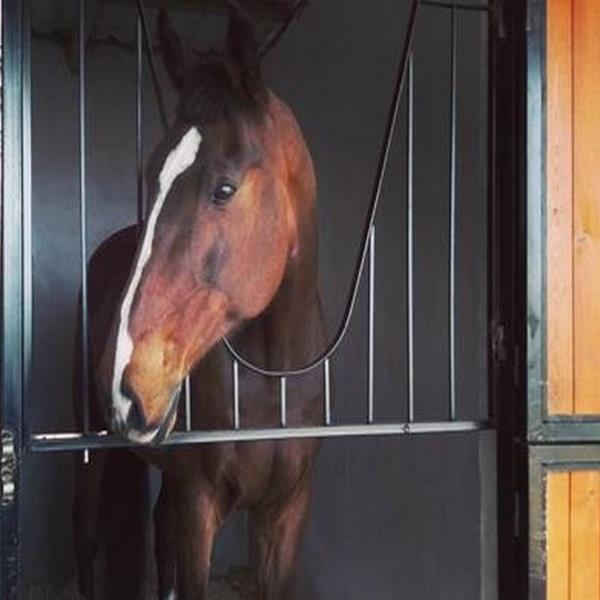 Menderes Atlı Spor Kulübü At Gezinti veya At Binme Eğitimi