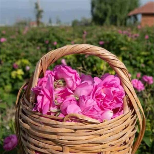 İzmir Çıkışlı Bayram Özel 2 Gece 3 Gün Konaklamalı Isparta Gül Hasadı Şenliği