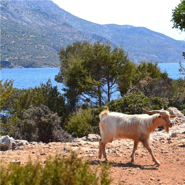 Kuşadası'ndan ve Seferihisar'dan Feribotlu 2 Gece 3 Gün Konaklamalı Samos Adası Turu
