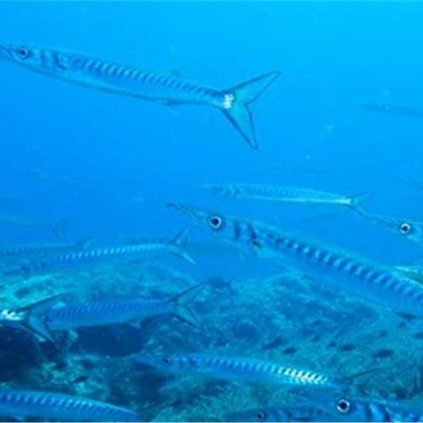 Seferihisar Dalış Merkezi'nde Bire Bir Dalış, Fotoğraf Çekimi ve Ücretsiz Çadır Kullanımı