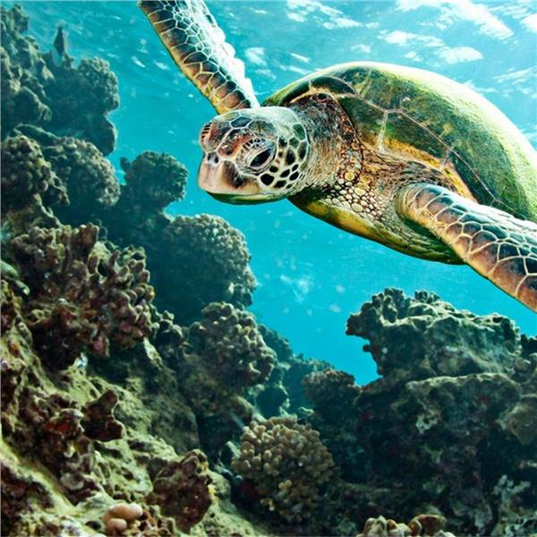 İzmir Çıkışlı 3 gece 4 gün Fethiye Likya Turu. Akyaka, Yuvarlakçay, Ölüdeniz Tekne Turu, Kelebekler Vadisi. Üstelik HERŞEY DAHİL konaklama seçenekli