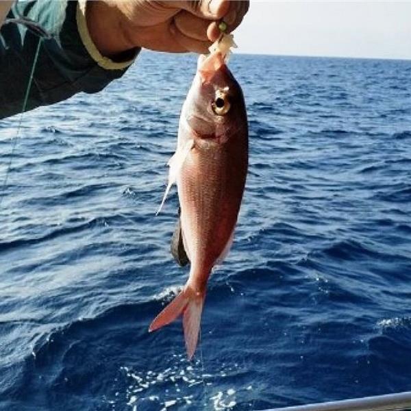 Çeşme Ildır Balık Avı Turu. Üstelik Gece ve Gündüz Çıkış Seçenekli 