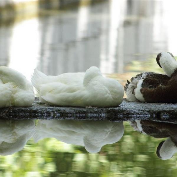 İzmir Çıkışlı Günübirlik Akyaka, Güzelköy, Belen Kahvesi Turu