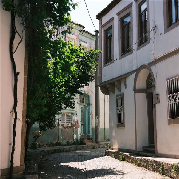İzmir'den Otobüslü 1 Gece 2 Gün Konaklamalı Zeytin Hasadı Festivali Ve Assos Turu