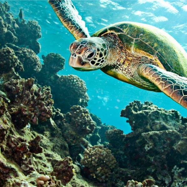 İzmir Çıkışlı günübirlik Dalyan, Kral Mezarları, İztuzu Plajı ve Çamur Banyosu Turu. Üstelik Kahvaltı ve Tekne turu dahil.