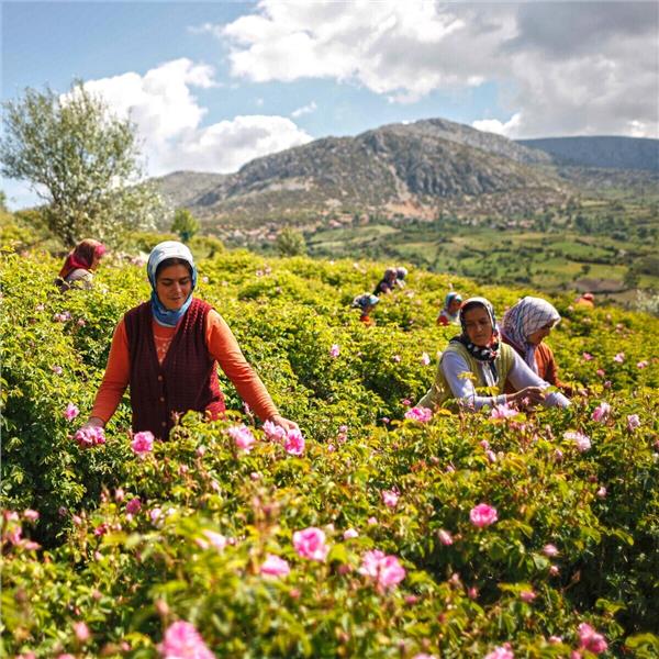 İzmir çıkışlı 1 gece 2 gün Isparta Gül Hasadı , Salda ve Eğridir Gölü, Sagalassos Antik Kenti, Burdur Turu