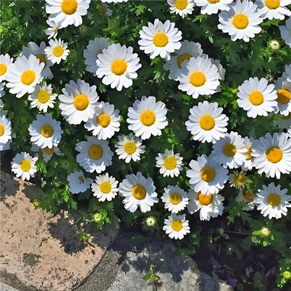 İzmir'den Otobüslü Günübirlik Bergama Papatya Festivali