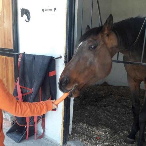 Menderes Atlı Spor Kulübü At Gezinti veya At Binme Eğitimi
