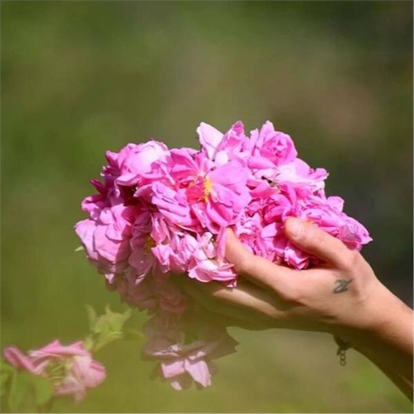 Günübirlik Işıklı Göl, Isparta, Gül Hasadı Turu