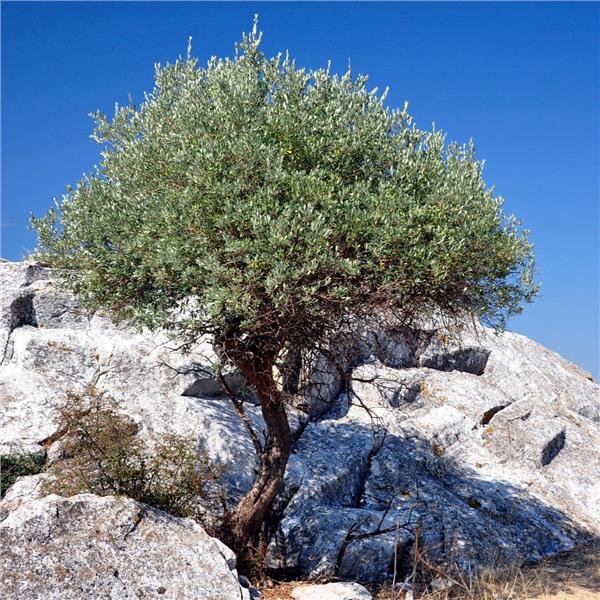 İzmir'den Otobüslü 2 Gece 3 Gün Konaklamalı Thassos Adası Dedeağaç Drama Kavala Turu