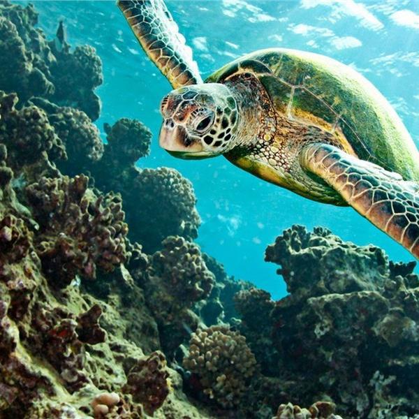 İzmir'den Otobüslü Günübirlik Akyaka Yuvarlakçay Dalyan Turu. Üstelik Sabah Kahvaltısı Dahil.