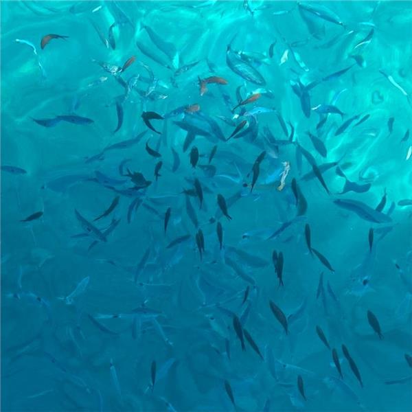 Günübirlik Bodrum Tekne Turu. Üstelik Ulaşım Ve Öğle Yemeği Dahil