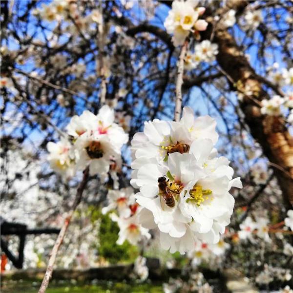 İzmir Kalkışlı Günübirlik Datça Badem Festivali Turu.