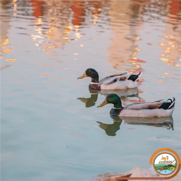 Joy’n Adventure Ters Ev Giriş Ve Hamburger Menü Seçenekli Sınırsız Eğlence 