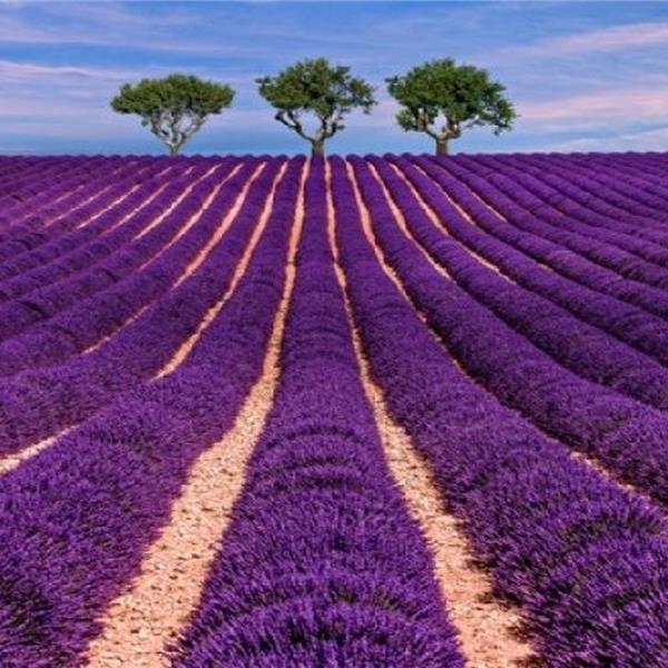 Günübirlik İzmir Çıkışlı Salda Gölü, Lavanta Bahçeleri Turu