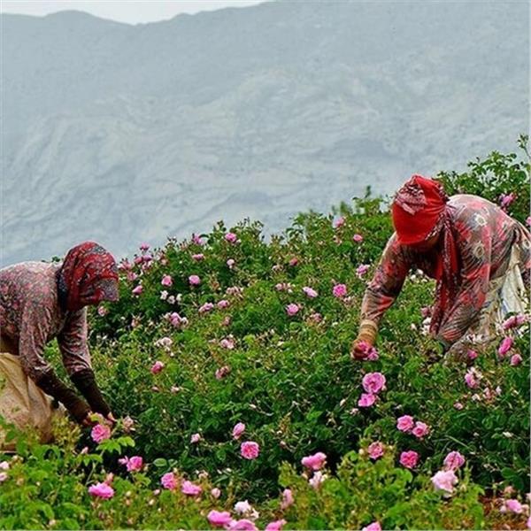 Günübirlik Işıklı Göl, Isparta, Gül Hasadı Turu