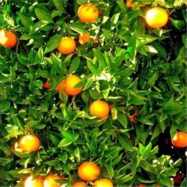 İzmir'den Uçak İle Hareketli 2 Gece 3 Gün Konaklamalı Adana Portakal Çiçeği Festivali