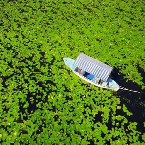 İzmir Çıkışlı Günübirlik Dünyanın En Büyük Nilüfer Tarlası İle Işıklı Gölü Turu