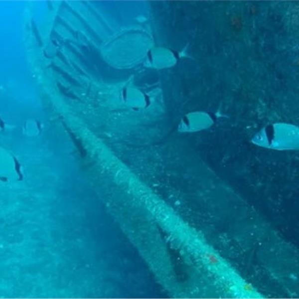 Seferihisar Dalış Merkezi'nde Bire Bir Dalış, Fotoğraf Çekimi ve Ücretsiz Çadır Kullanımı