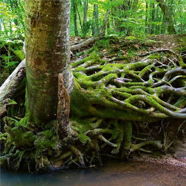 İzmir Kalkışlı 2 gece 3 gün Trakya, Edirne, İğneada, Longoz Ormanları ve Lüleburgaz Turu