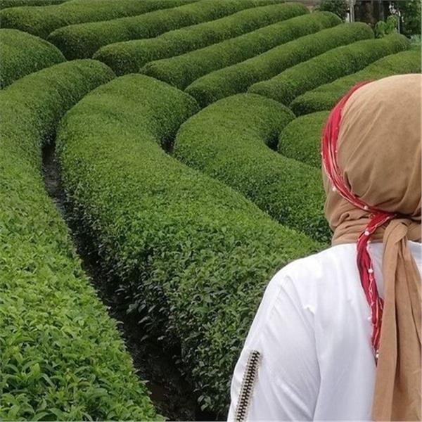 İzmir'den Hareketli 7 Gece 8 Gün Konaklamalı Boydan Boya Karadeniz Rüyası ve Batum Turu